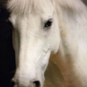 Meet your Posher, Pinkerton